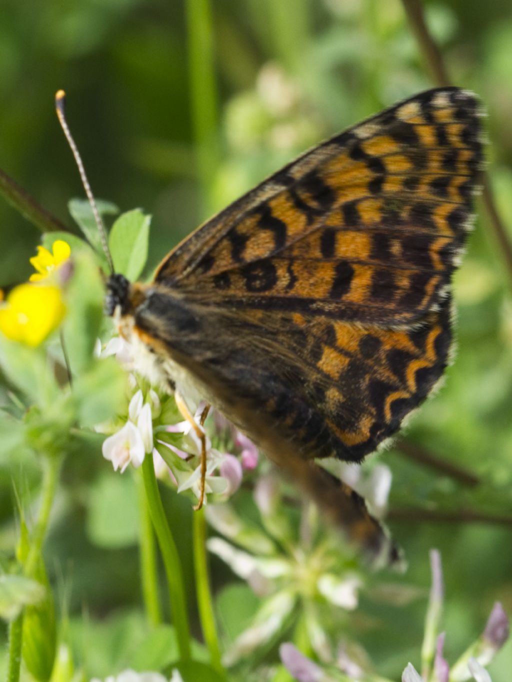 Melitaea didyma meridionalis?...  Melitaea didyma, femmina